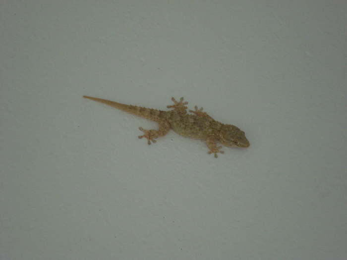 Lizard (2007, August); Tunisia.
