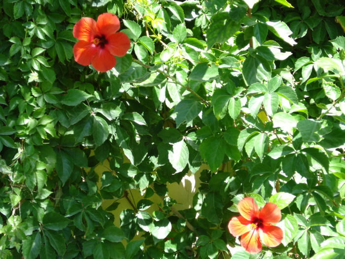 Red Hibiscus (2007, August) - Verde in desert