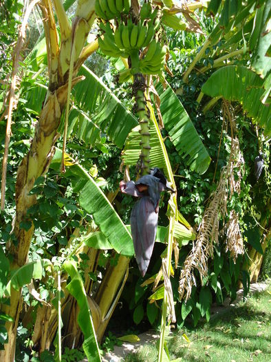 Banana Blossom & Bananas (2007, Aug.) - Verde in desert