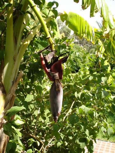 Banana Blossom (2007, August) - Verde in desert