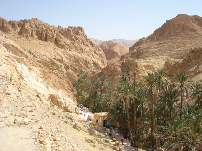 Date Palms_Curmali (2007, August) - Verde in desert