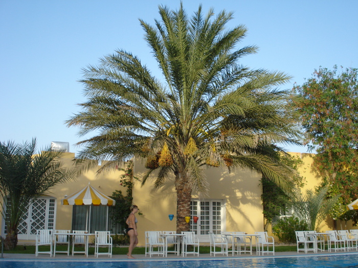 Date Palm_Curmal (2007, August) - Verde in desert