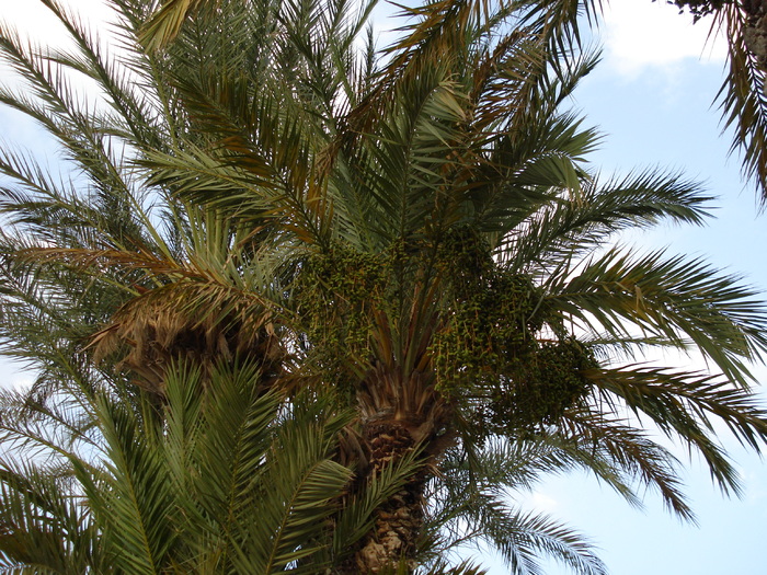 Date Palm_Curmal (2007, August) - Verde in desert