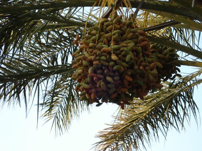 Dates_Curmale (2007, August) - Verde in desert