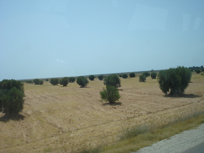 Olive Trees_Maslini (2007, August); Tunisia.
