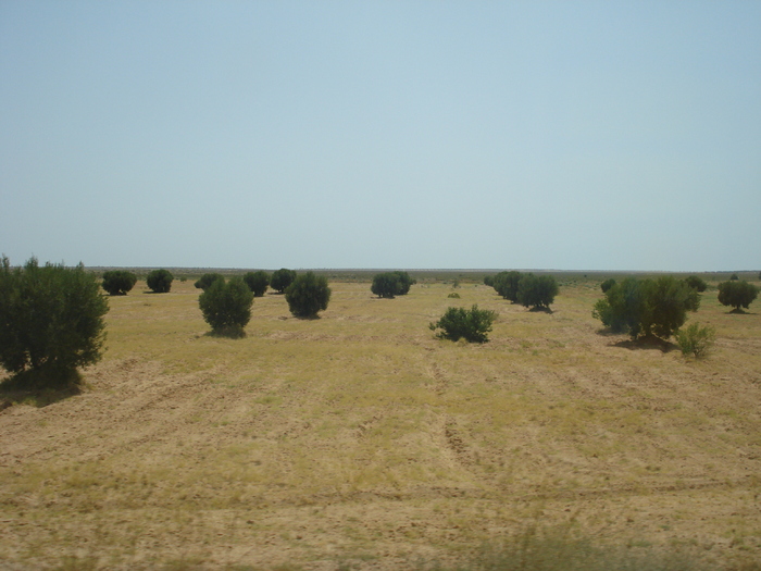 Olive Trees_Maslini (2007, August); Tunisia.
