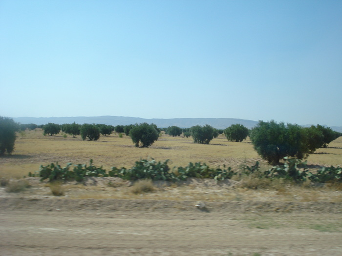 Olive Trees_Maslini (2007, August); Tunisia.
