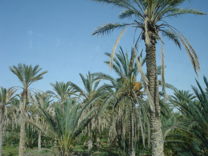 Date Palms_Curmali (2007, August); Tunisia.
