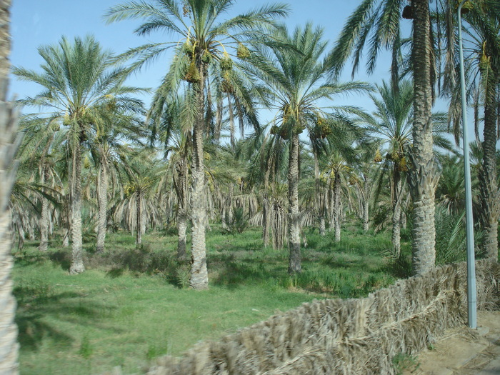 Date Palms_Curmali (2007, August); Tunisia.
