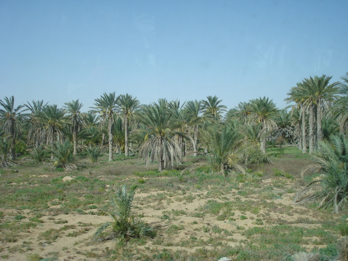 Date Palms_Curmali (2007, August) - Verde in desert