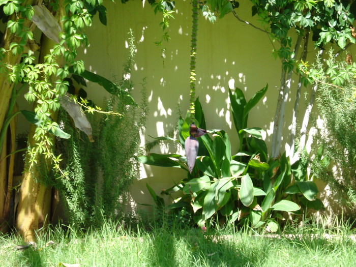 Green Oasis in Sahara (2007, August); Tunisia.
