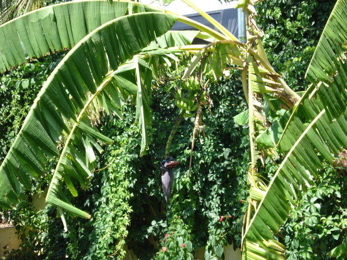 Green Oasis in Sahara (2007, August) - Verde in desert