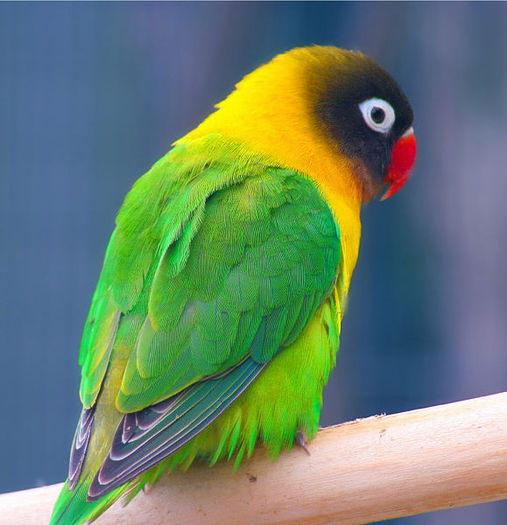 579px-Masked_Lovebird_(Agapornis_personata)_-Auckland_Zoo - Plata pentru HotelDeVis