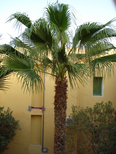Palm Tree_Palmier (2007, August); Tunisia.

