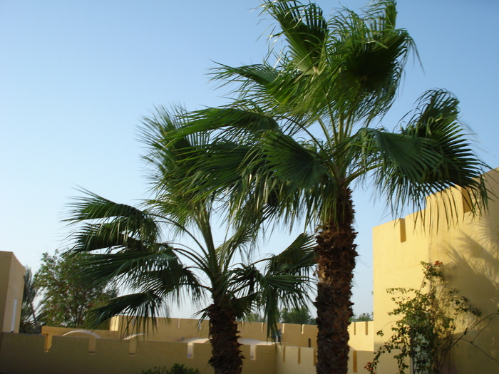 Palm Trees_Palmieri (2007, August) - Verde in desert