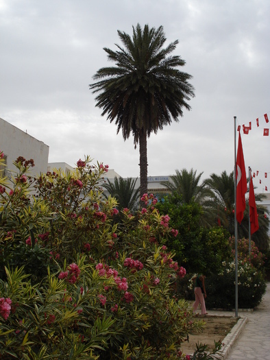 Green Oasis (2007, August); Tunisia.
