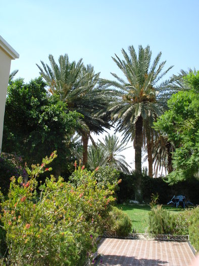 Green Oasis (2007, August); Tunisia.
