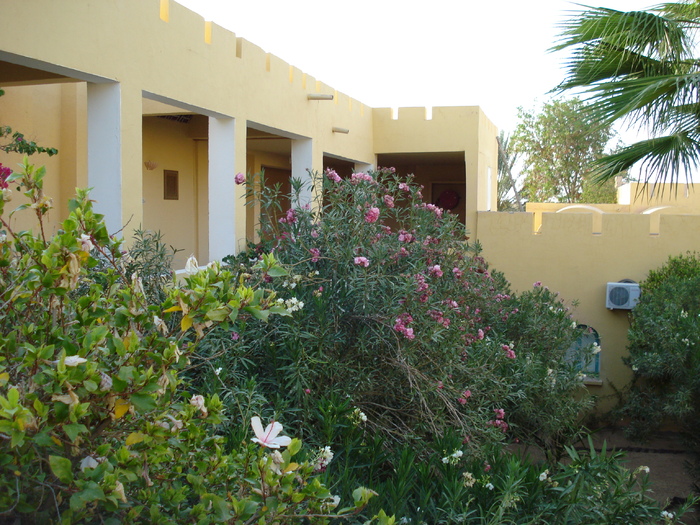 Green Oasis (2007, August); Tunisia.

