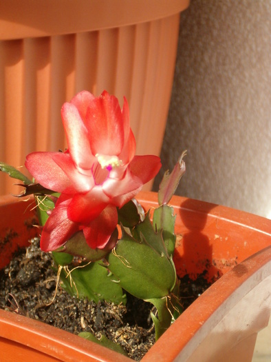 schlumbergera (27 mart. 2010) - Suculente