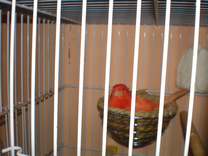 rosie pe oua - canari 2010