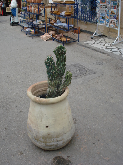 Cactus (2007, August); Tunisia.
