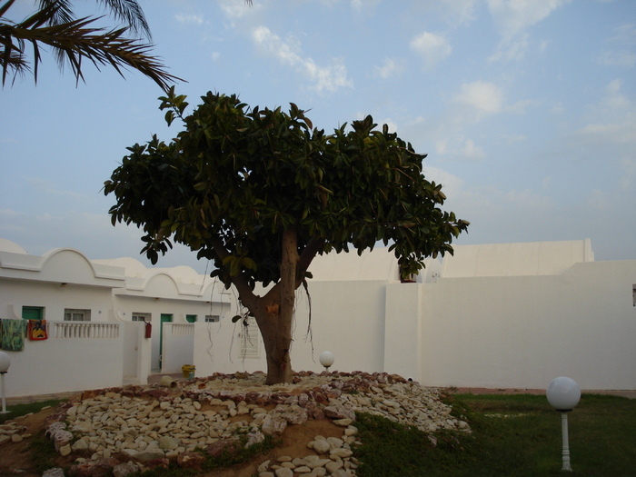 Giant Ficus (2007, August) - Verde in desert