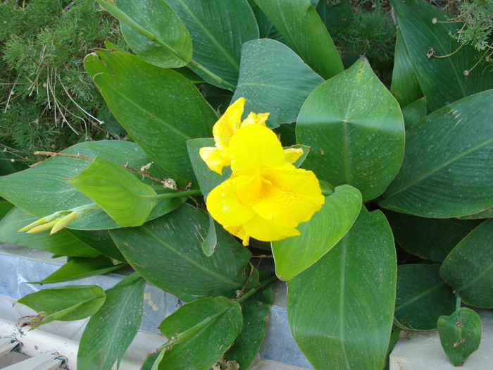 Yellow Canna (2007, August) - Verde in desert