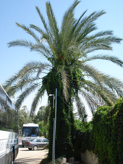 Palm Tree_Palmier (2007, August) - Verde in desert