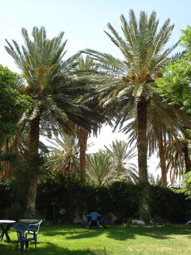 Date Palms_Curmali (2007, August) - Verde in desert