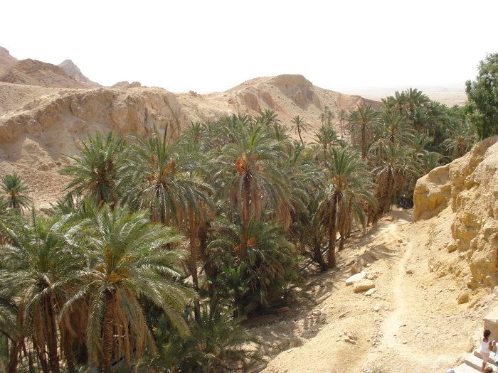 Date Palms_Curmali (2007, August); Tunisia.
