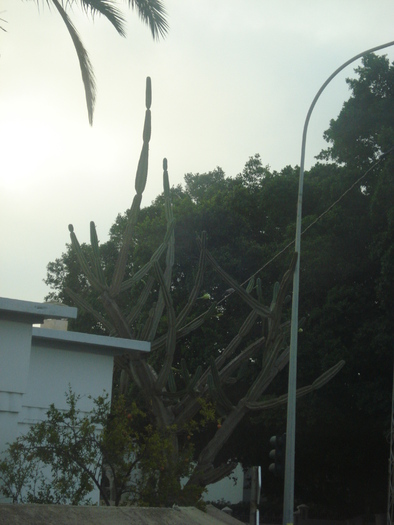 Giant Cactus (2007, August) - Verde in desert