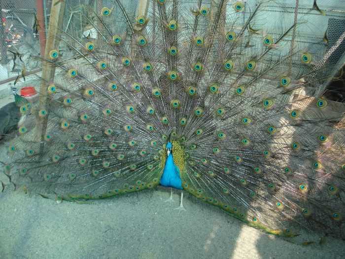 DSC02771