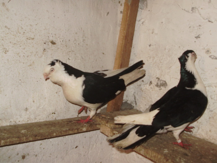 PC193150 - 1761 Mirel Barsan