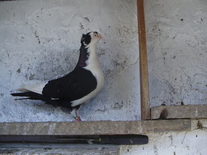 PC193152 - 1761 Mirel Barsan