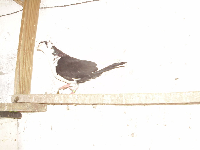 PC193153 - 1761 Mirel Barsan