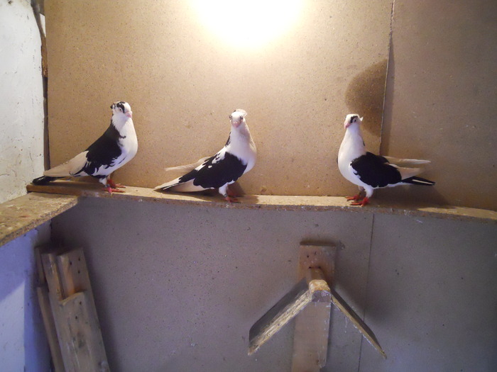 DSCN0092 - 1761 Mirel Barsan