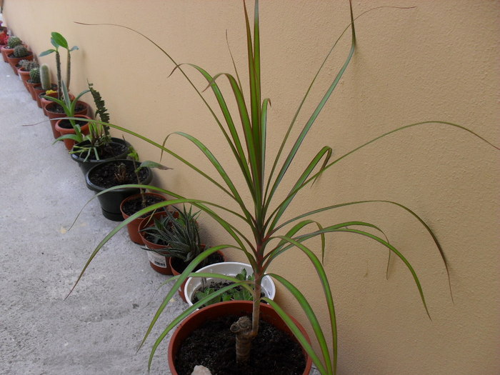 dracaena - floricelele mele