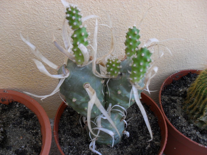 tephrocactus articulatus - cactusi si suculente-2009