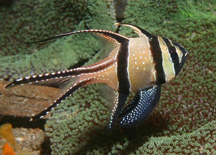 BanggaiCardinalfish08 - viata in oceane