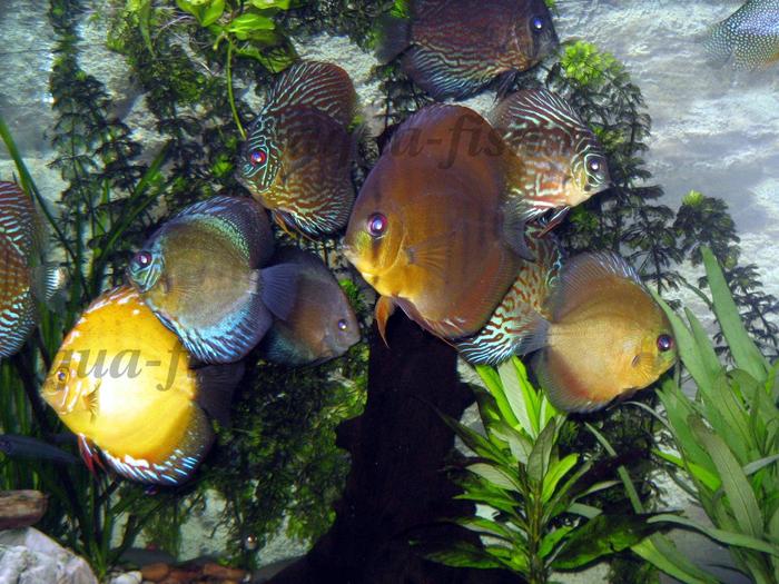 discus-aquarium-6 - viata in oceane