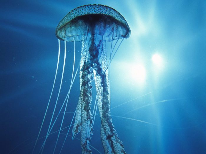 ElectricJellyfish%20pictures%20underwater%20photos - viata in oceane