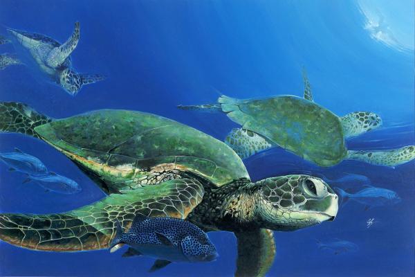 green-sea-turtles-durwood-coffey - viata in oceane