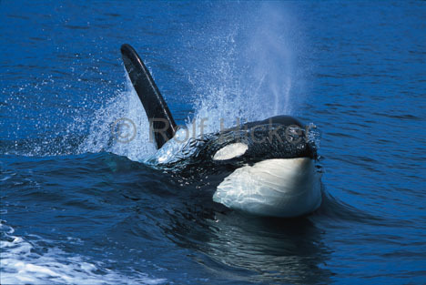 killer_whale_6 - viata in oceane