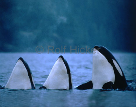 orcas_sc8015 - viata in oceane