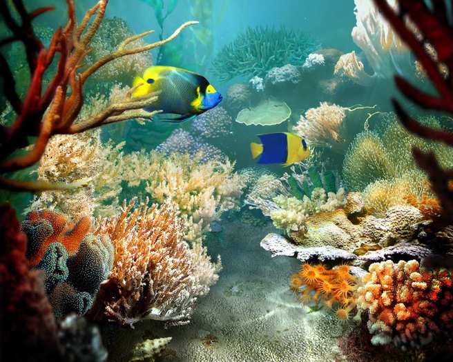 Tropical-Fish-3D-Photo-Screensaver_1 - viata in oceane