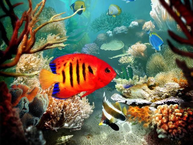 tropical-fish-3d-screensaver - viata in oceane