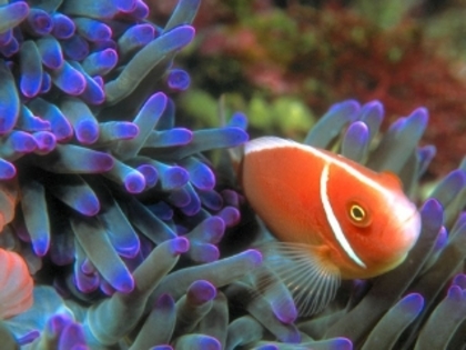 tropical-sea-life-screensaver - viata in oceane