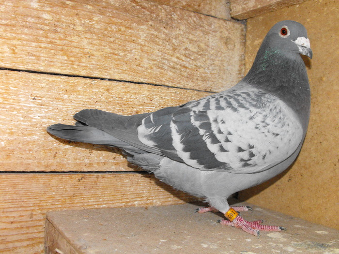 165018-06M - 5-Porumbei participanti in Expozitia Nationala Brasov 2010