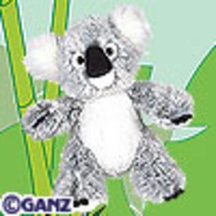koala - webkinz