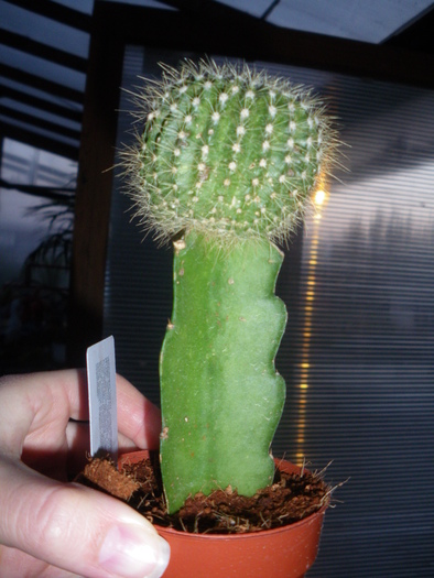 IMGP0917 - cactusi